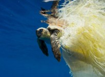 How thinking outside the box can beat blight of plastic packaging